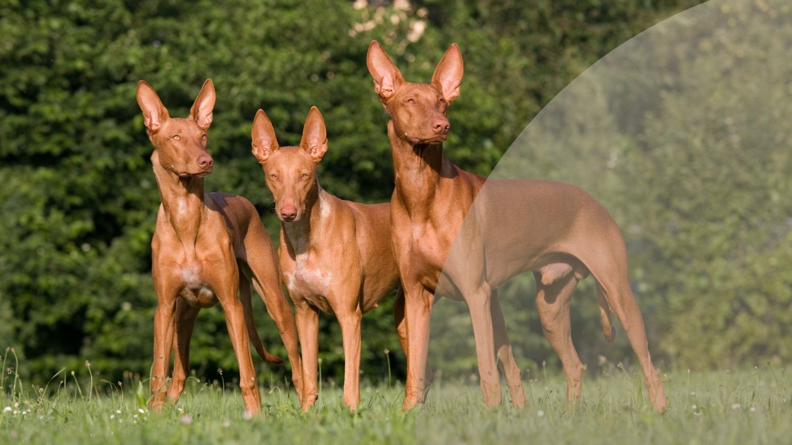 chien du pharaon