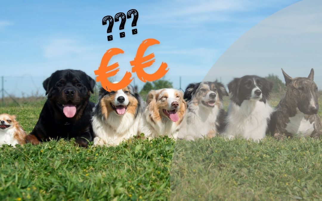 Ces races de chiens valant une fortune