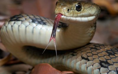 Rêves de serpents : décryptez leur signification