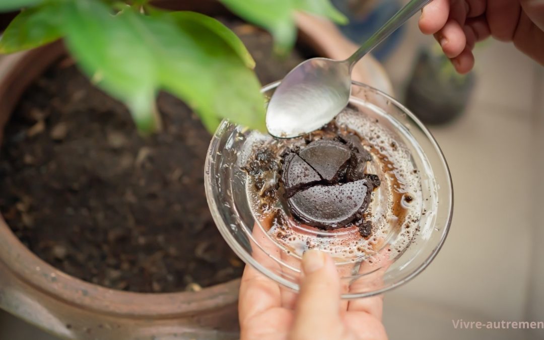 Le marc de café et son secret pour protèger votre maison des fourmis