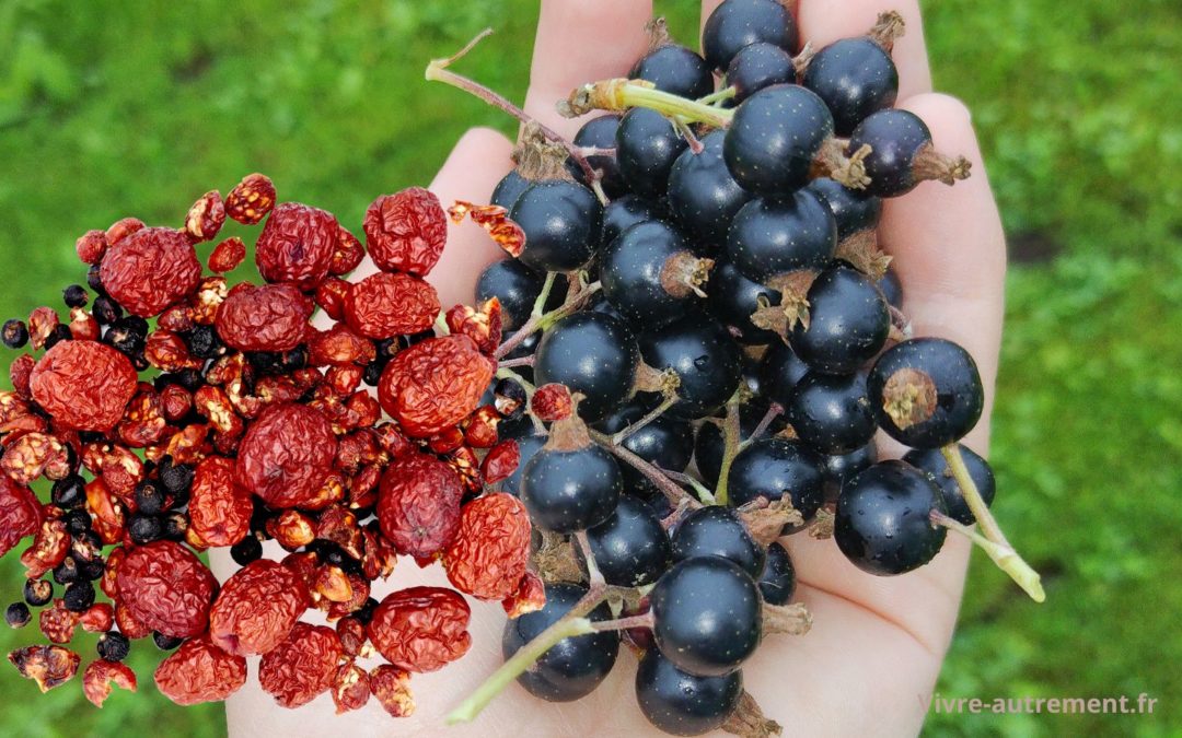 Cassis et églantier, ces pépites de l’hiver pour votre immunité