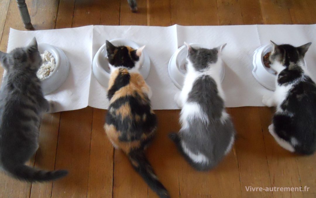 Découvrez comment bien nourrir votre chat