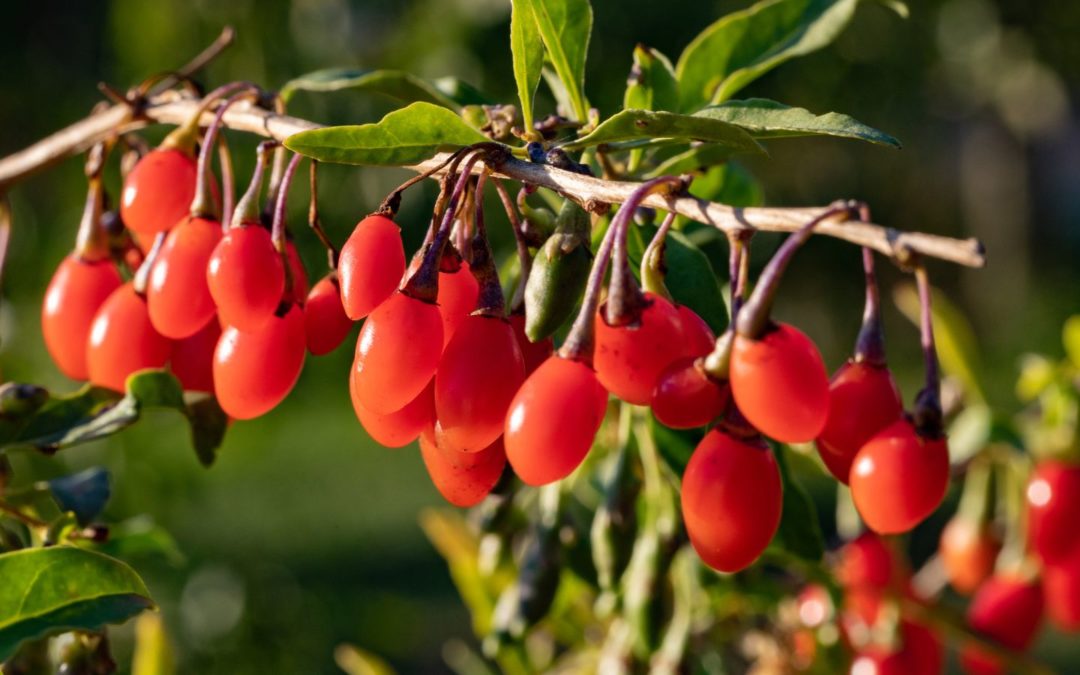 Découvrez comment consommer les baies de goji au quotidien