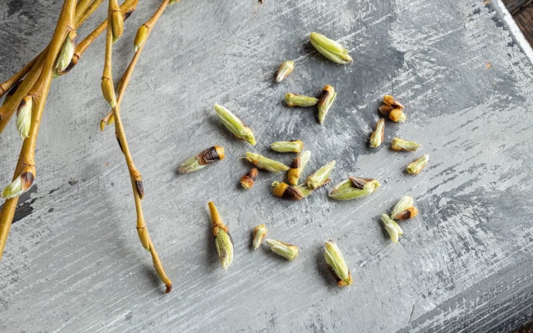 Découvrez les vertus des bourgeons avec la gemmothérapie : guide d&rsquo;initiation