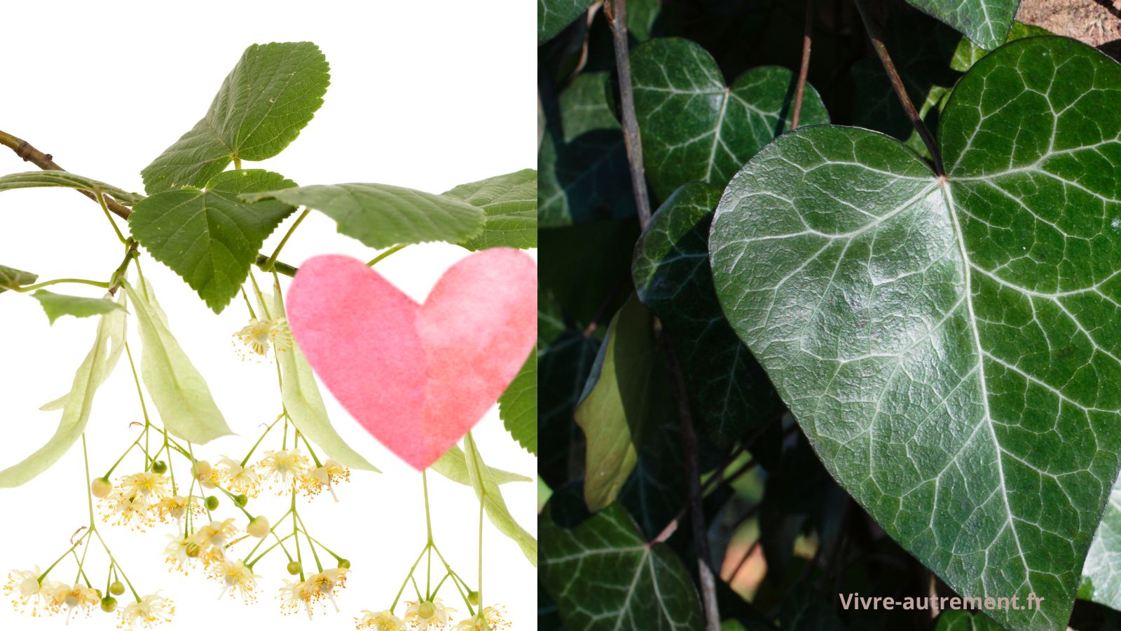 tilleul et lierre pour la forme du coeur